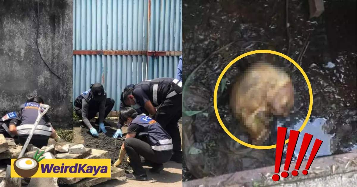 Lorry driver found a human skull in the drain, investigation ongoing | weirdkaya