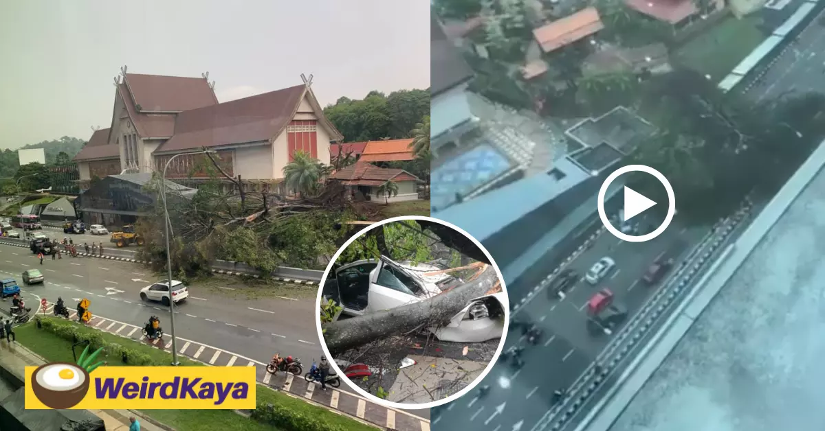 [video] giant tree fell on two vehicles in front of national museum after downpour | weirdkaya