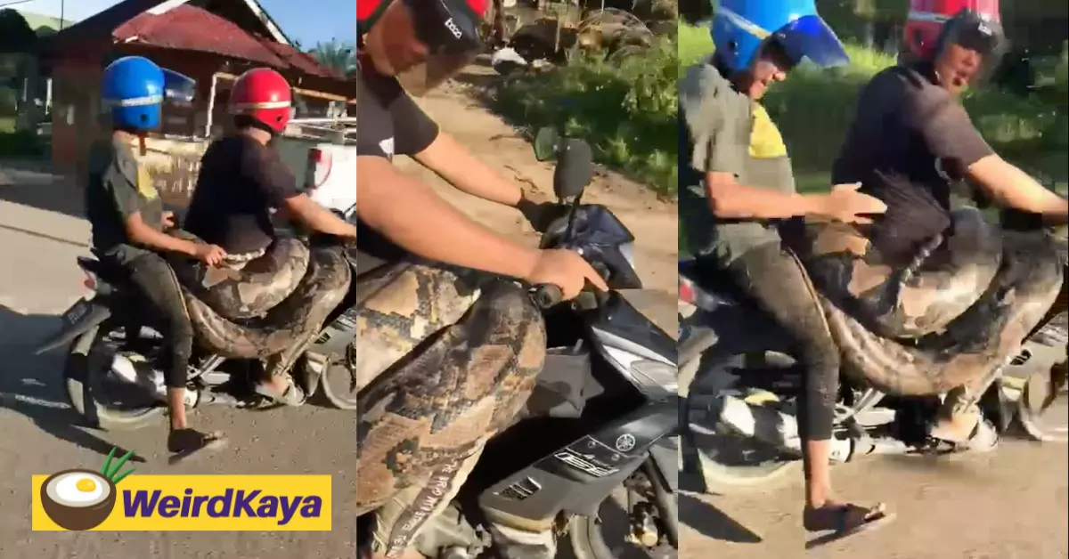 200kg python spotted enjoying a motorcycle ride in kelantan | weirdkaya