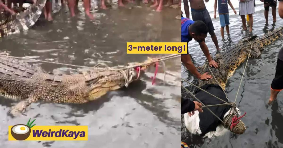 [video] monstrous three-meter long crocodile caught by local fisherman at pulau gaya | weirdkaya