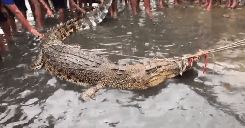Monstrous three-meter long crocodile caught by local fisherman at pulau gaya