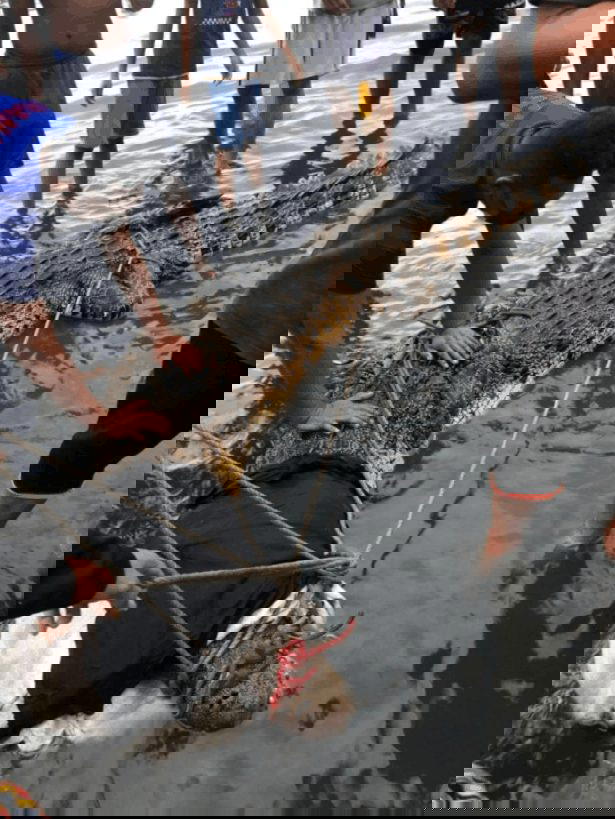 Monstrous three-meter long crocodile caught by local fisherman at Pulau Gaya