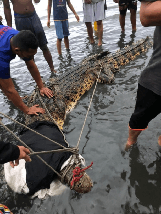 Monstrous three-meter long crocodile caught by local fisherman at pulau gaya