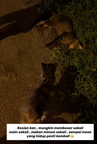 Cat mourns over its friend's death after a young man saves them from a busy road