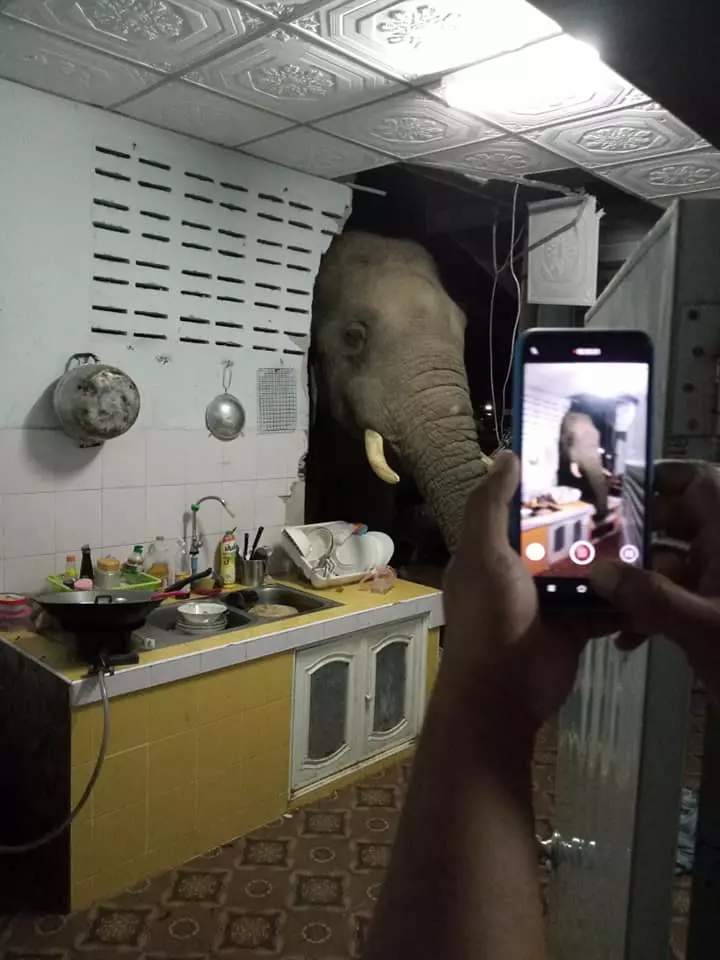 Wild elephant breaks into woman's home in search of a late-night snack