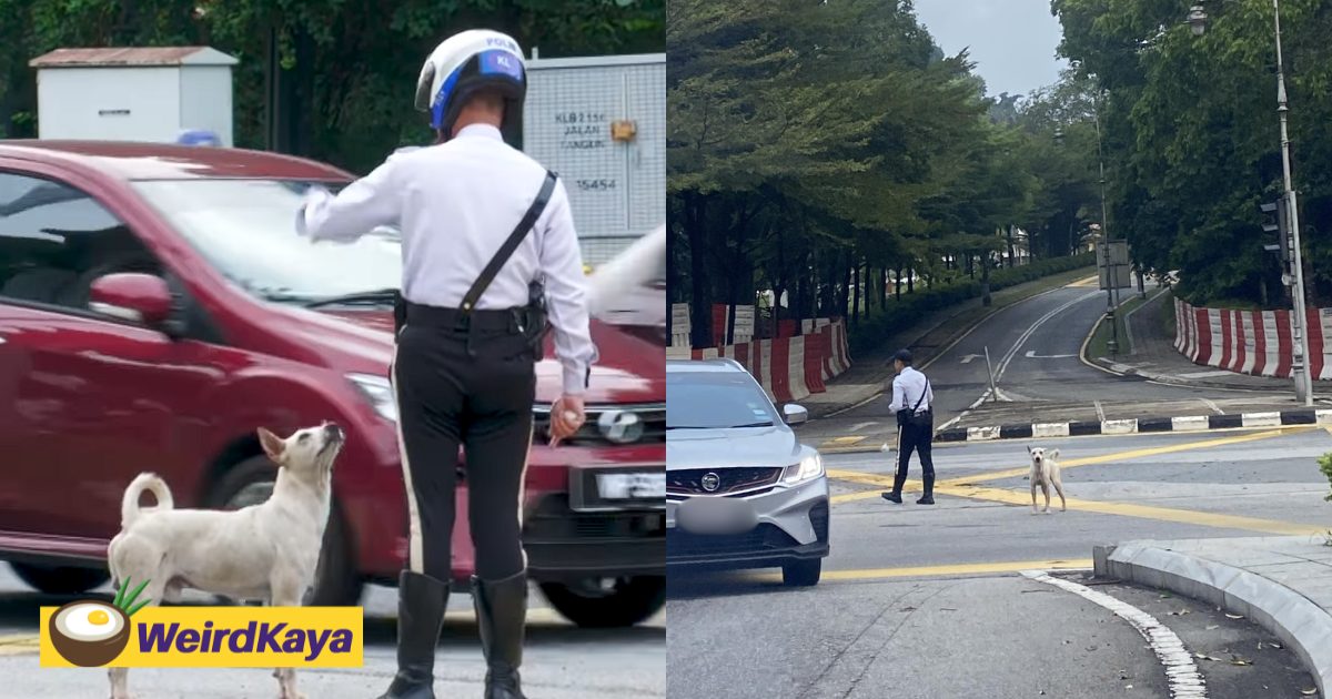 M’sian Stray Dog That Went Viral For ‘Helping’ Traffic Police Now Rescued, To Be Put Up For Adoption | WeirdKaya
