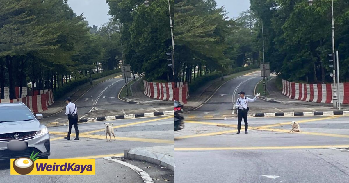 Stray Dog ‘Jon’ Becomes Unofficial Traffic Helper in KL, Has Been ‘On Duty’ For 2 Years | WeirdKaya