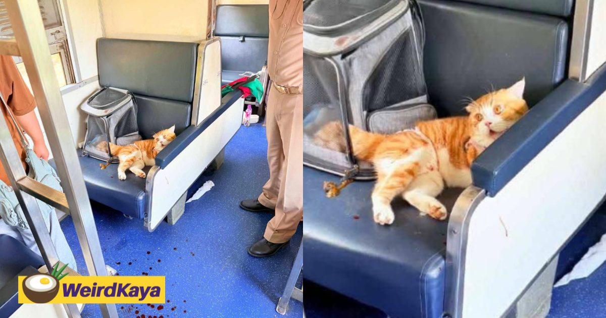 ‘Frenzied’ Orange Cat Allegedly Delays  Train by 7 Hours After Attacking Passengers | WeirdKaya