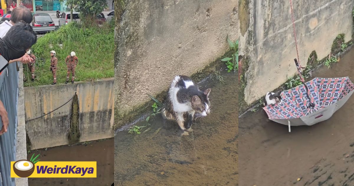 Cat Falls Into Drain Near MRT Taman Equine, Rescued After 2 Attempts By Bomba | WeirdKaya