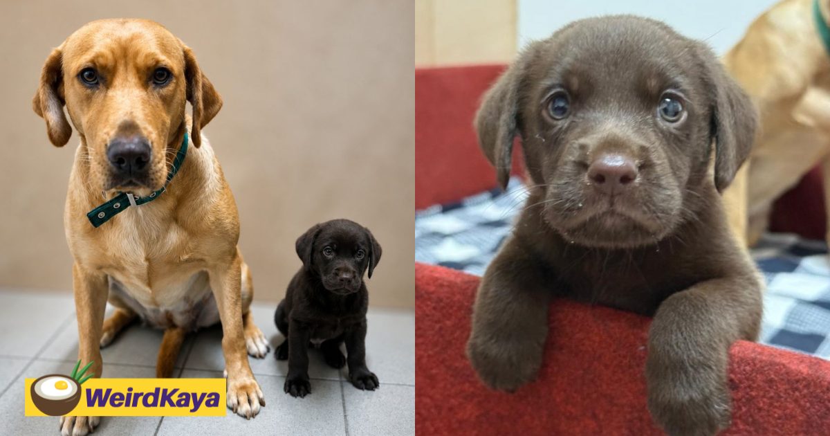 JBPM’s K9 Unit Welcomes New Labrador Puppy Named ‘Brave’ | WeirdKaya