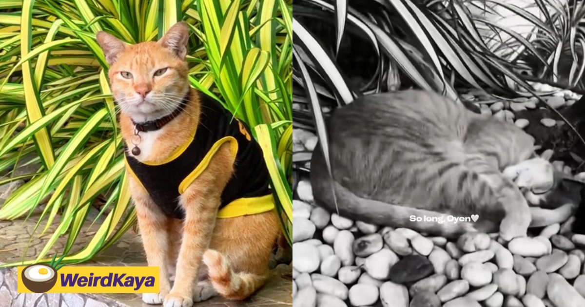 Oyen, The Beloved ‘Security Guard’ Cat At Sarawak Hotel Has Passed Away | WeirdKaya