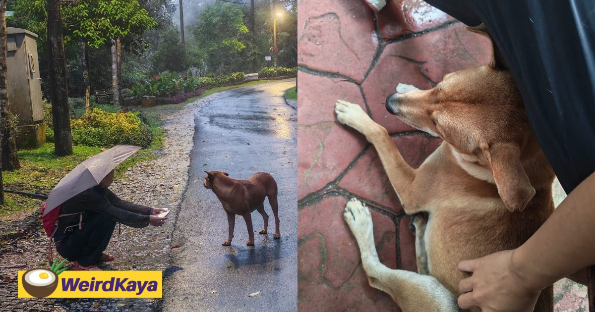 Penang’s ‘No-Kill’ Programme Has Neutered Over 8,400 Stray Dogs So Far | WeirdKaya