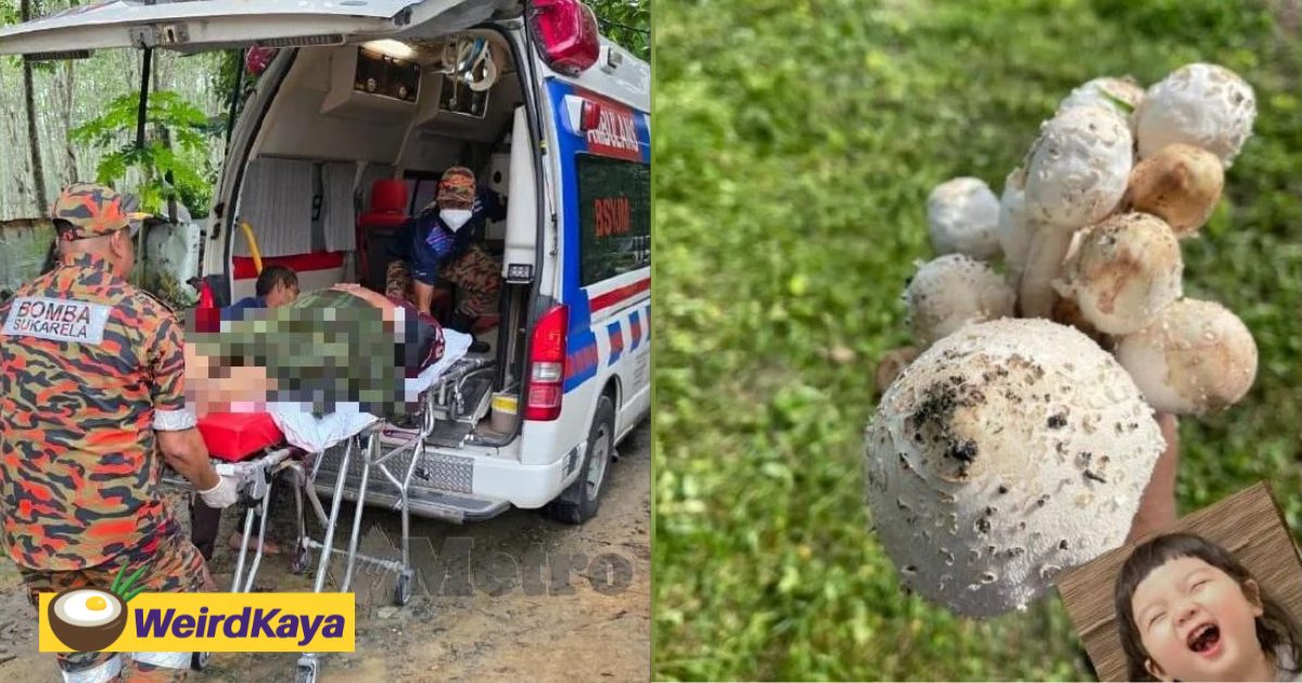M’sian Couple Mistakenly Eat Toxic Mushrooms For Lunch & Fall Violently Ill | WeirdKaya