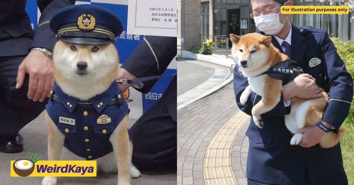 Japanese Police Reappoint This Adorable 5yo Shiba Inu As Police Officer & It’s Too Cute To Ignore | WeirdKaya