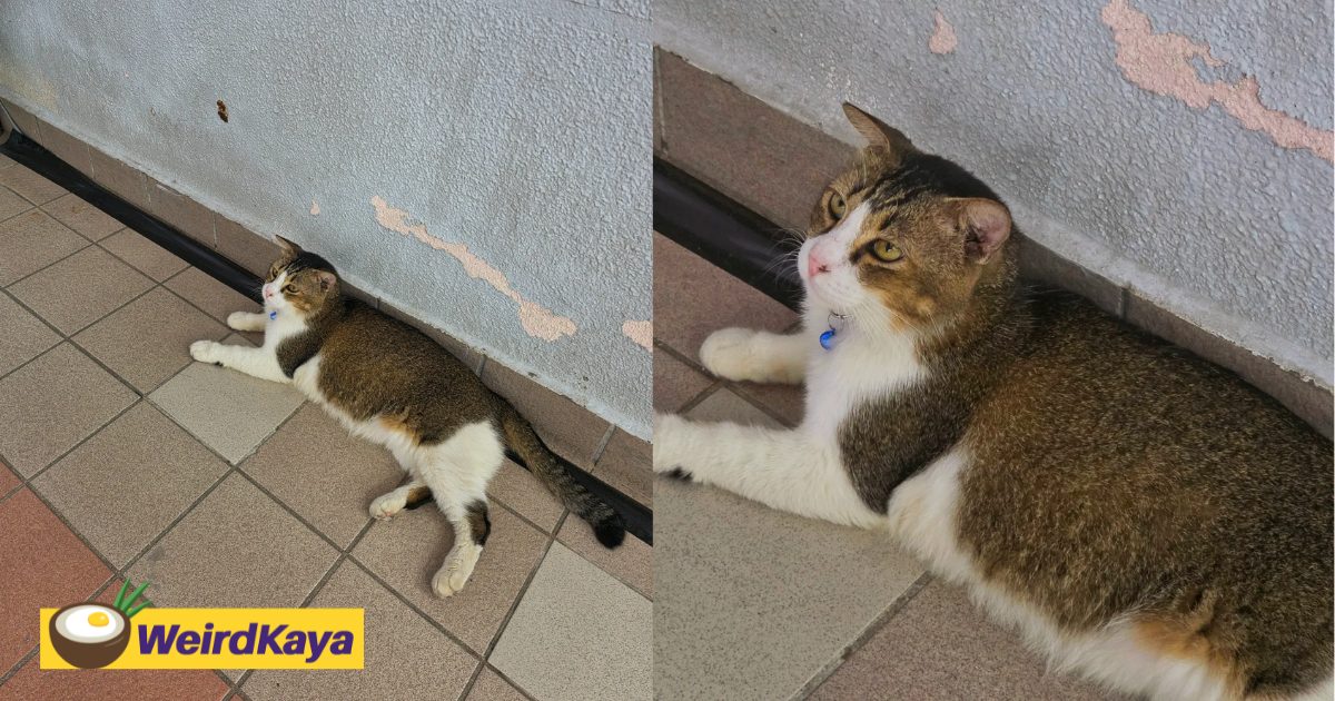 LRT Wangsa Maju Has A New Cat ‘Boss' & M’sians Are Already Obsessed