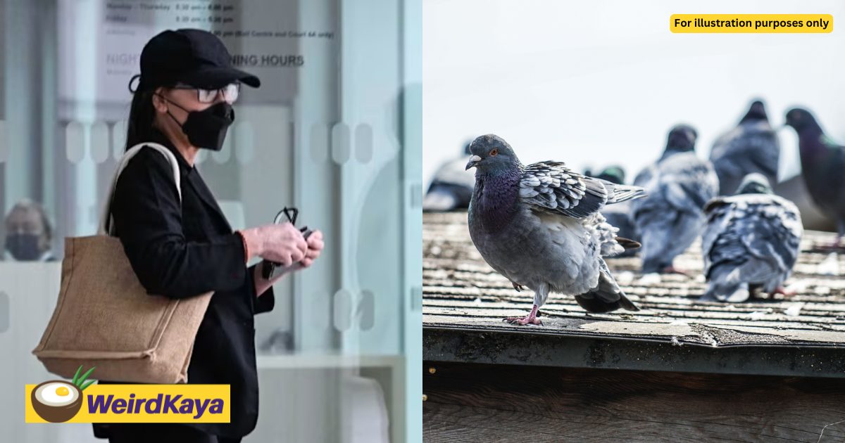 ‘I Wanted To Rescue Them’: SG Woman Tells Court Why She Kept Feeding Pigeons Despite Knowing It’s Illegal | WeirdKaya