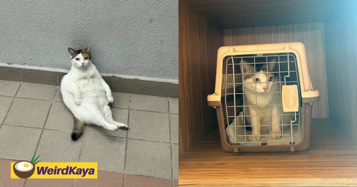 Viral LRT Wangsa Maju Cat ‘Cantik’ Has Officially Retired | WeirdKaya