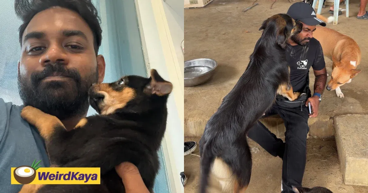 An Accident Left Me Disabled, But It Never Stopped Me From Rescuing Stray Dogs Who Needed Me | WeirdKaya
