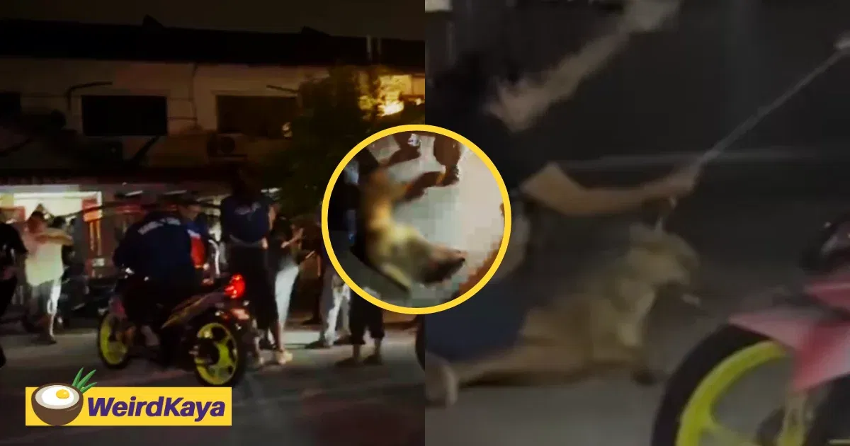 Dog Allegedly Beaten To Death By Several Individuals Who Claimed It Had Bitten A Child In Klang | WeirdKaya