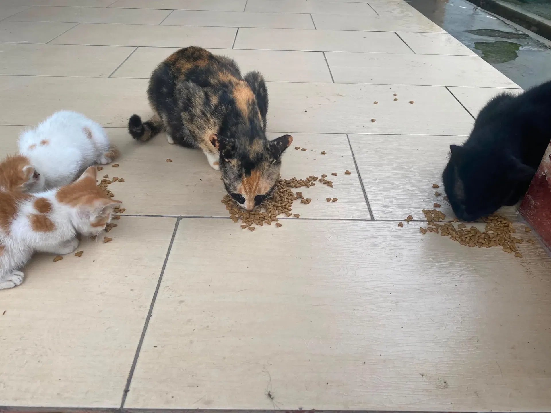  wk m'sian woman kicks kittens & sends them flying after scolding youths for feeding them. 