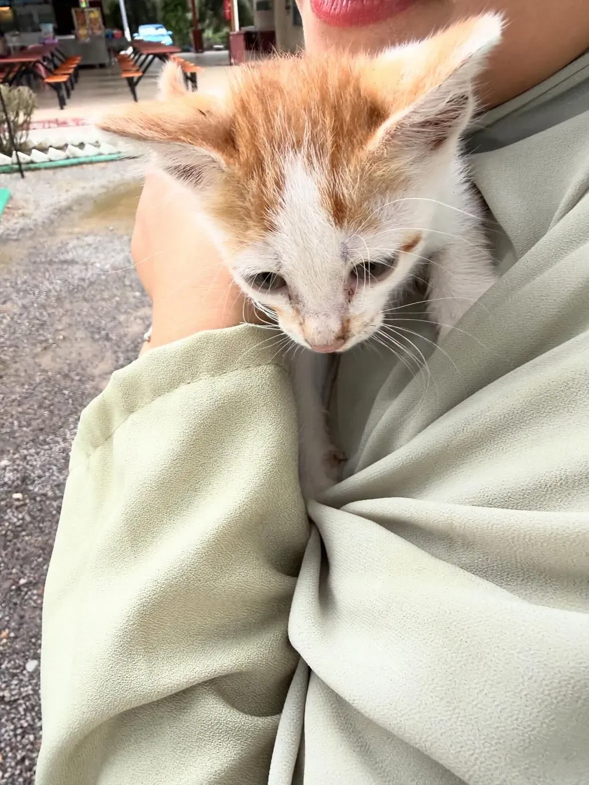  wk m'sian woman kicks kittens & sends them flying after scolding youths for feeding them.... 