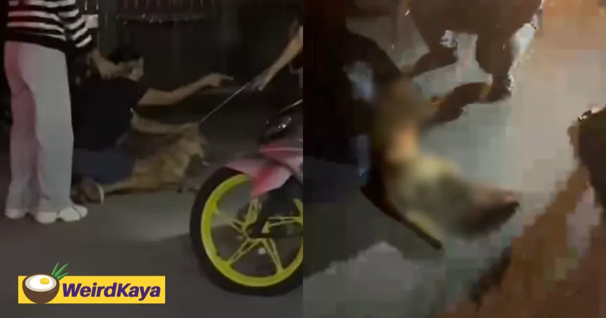 ‘1 Dog vs 50 Men’ – Rocky’s Owner Says She Pleaded For 30 Mins And Was Hit While Trying To Save Him | WeirdKaya