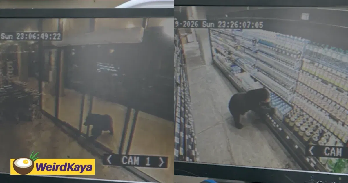 We Finally Know What The Sun Bear “Invading” A Grocery Store In Viral CCTV Clip Is Doing | WeirdKaya