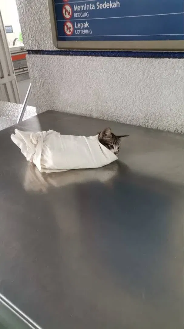 wk cat saved