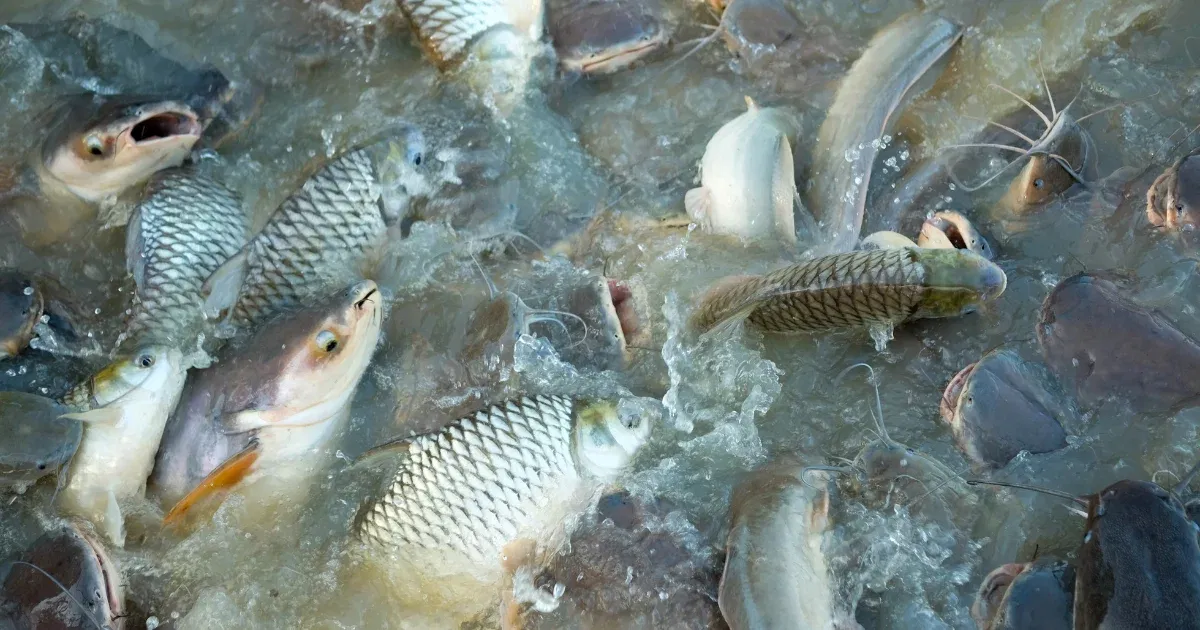 wk efishery fish