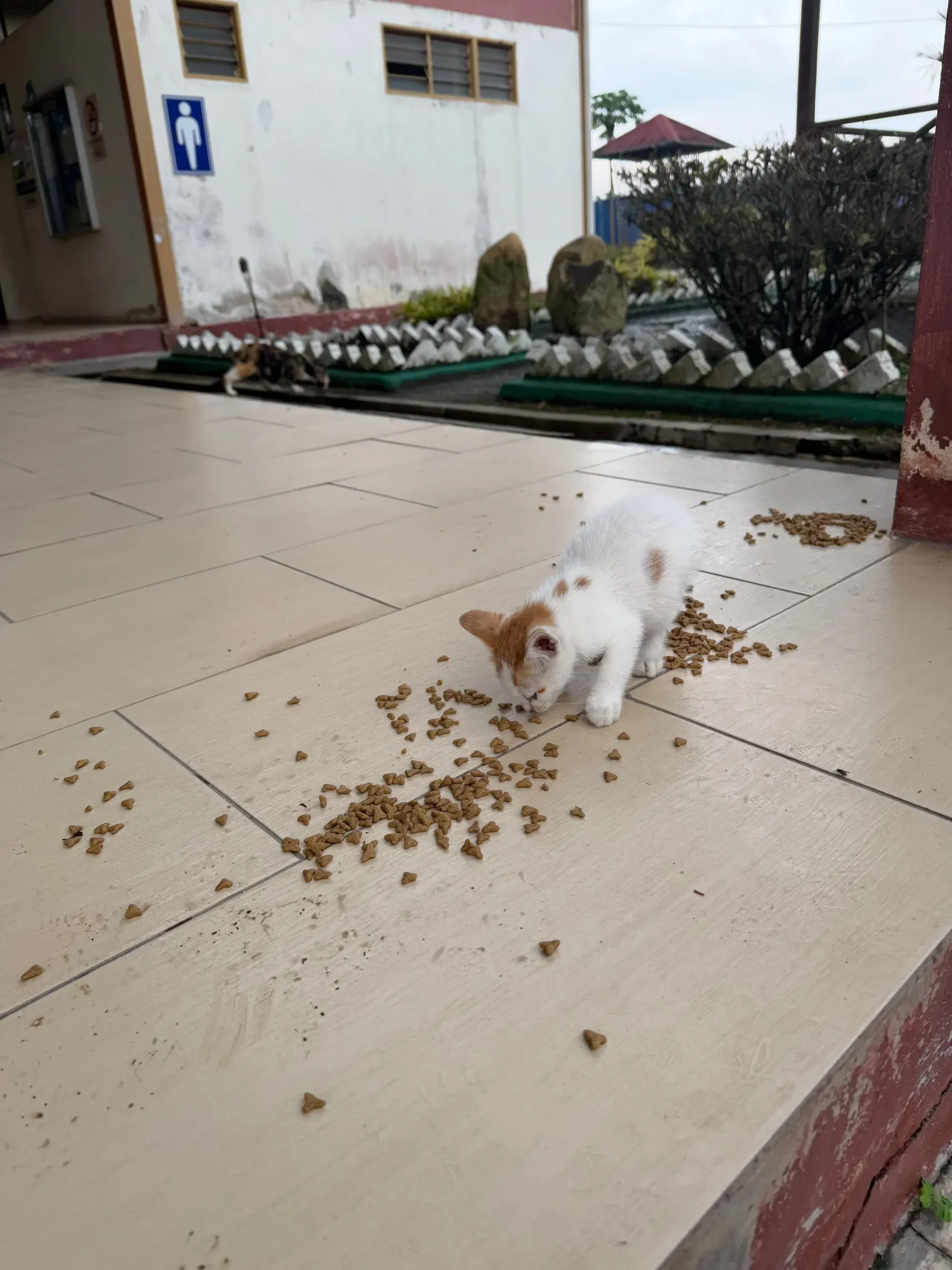  wk kitten 