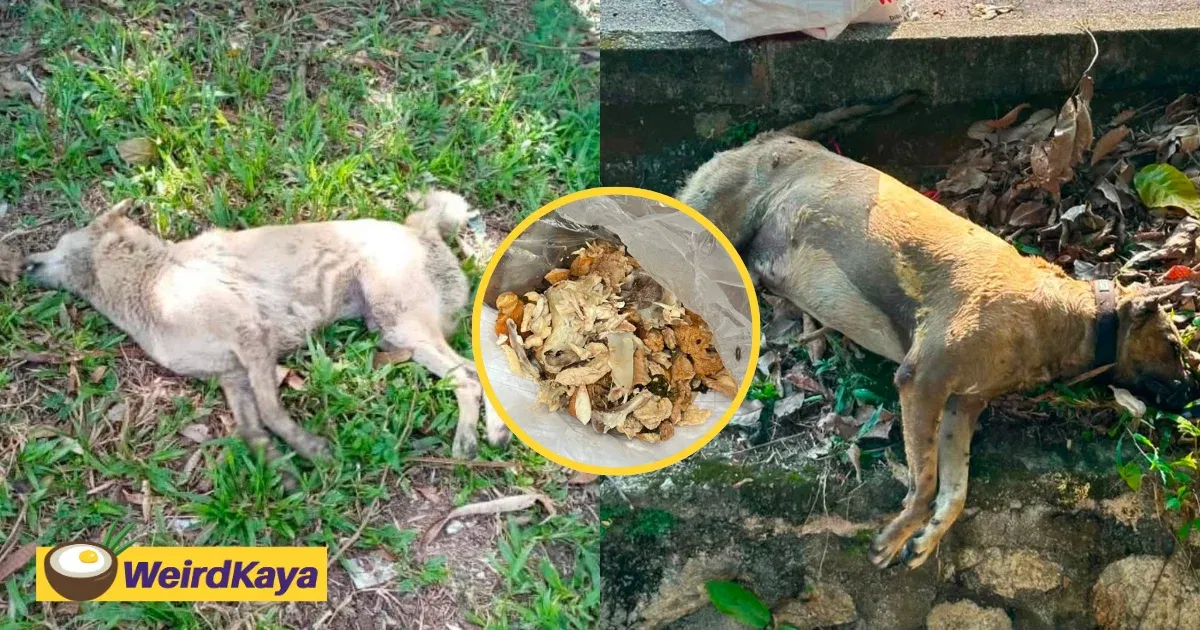 Business Owners Offer RM1,000 Reward To Catch Person Who Allegedly Poisoned 50 Dogs In Kajang | WeirdKaya