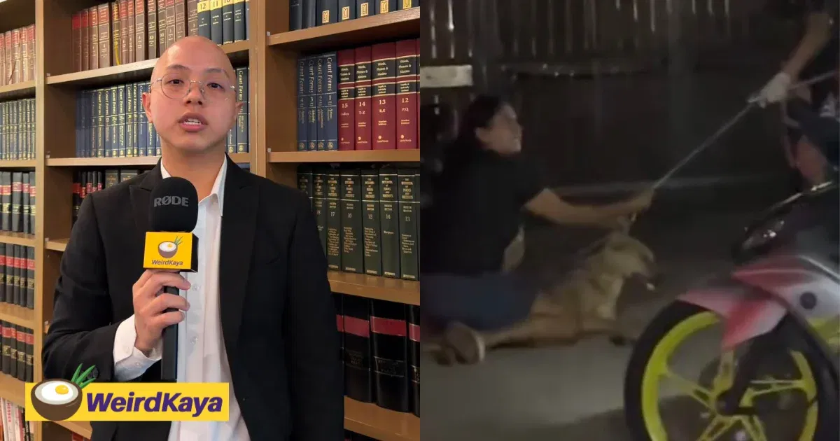 Can Anyone Take Action Against A Dog That Bit Someone? Here’s What A Lawyer Says | WeirdKaya