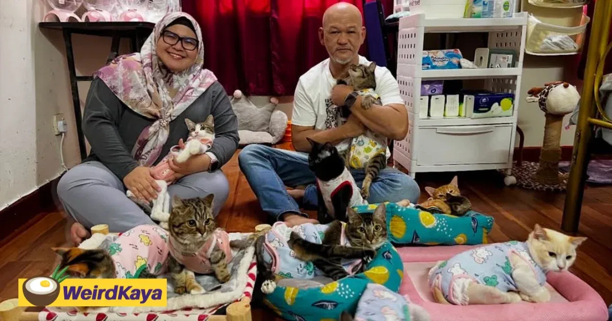 I Spend RM1,400 A Week Caring For 27 Disabled Cats Because They Have No One Else | WeirdKaya
