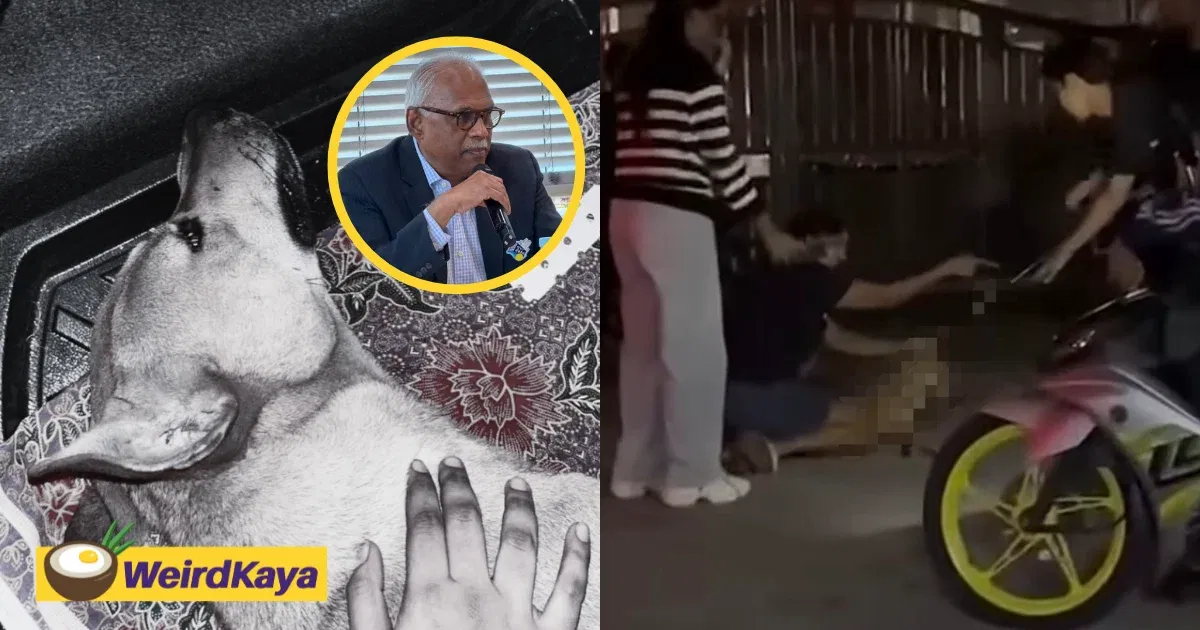 Klang City Council Allegedly Tries To Blame Owner For Rocky’s Death, But Ex-Klang MP Says Otherwise | WeirdKaya