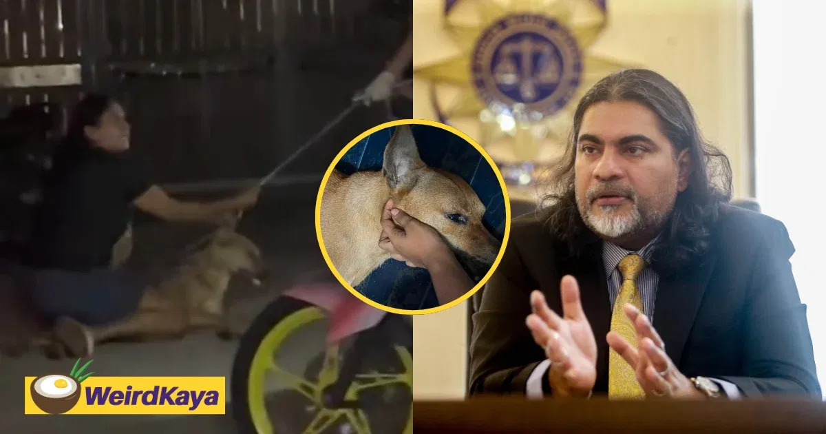 wk malaysian bar takes a stand for rocky, says lack of pet licence does not justify cruelty