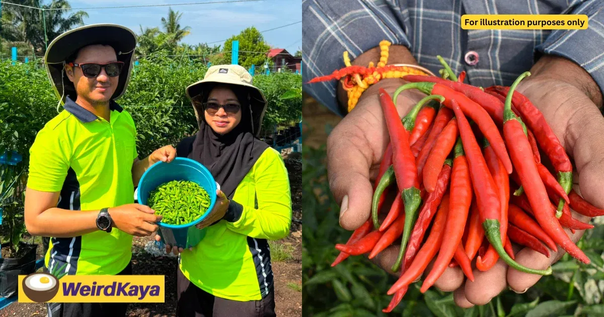 M’sian Couple Risks RM50K Savings On Chilli Farm, First Harvest Produces 1,500kg | WeirdKaya