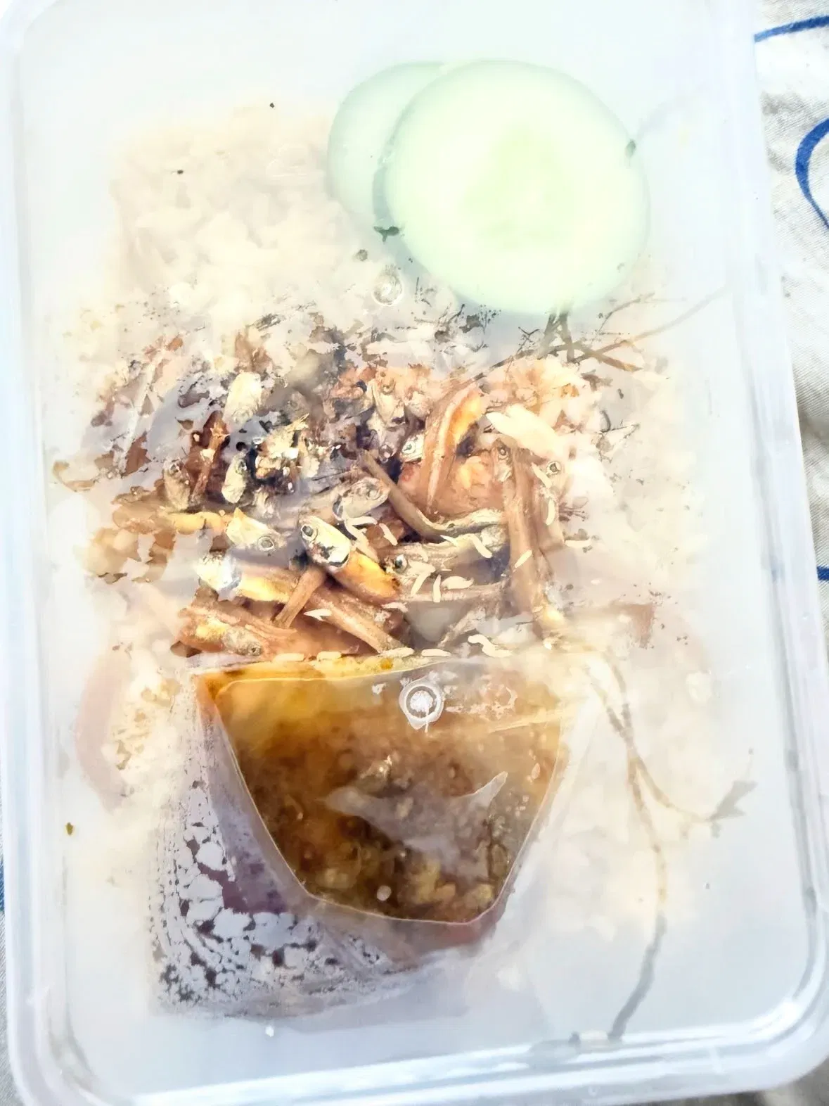  wk m’sian loses appetite after finding ‘worms’ crawling in nasi goreng kampung she ordered.. 
