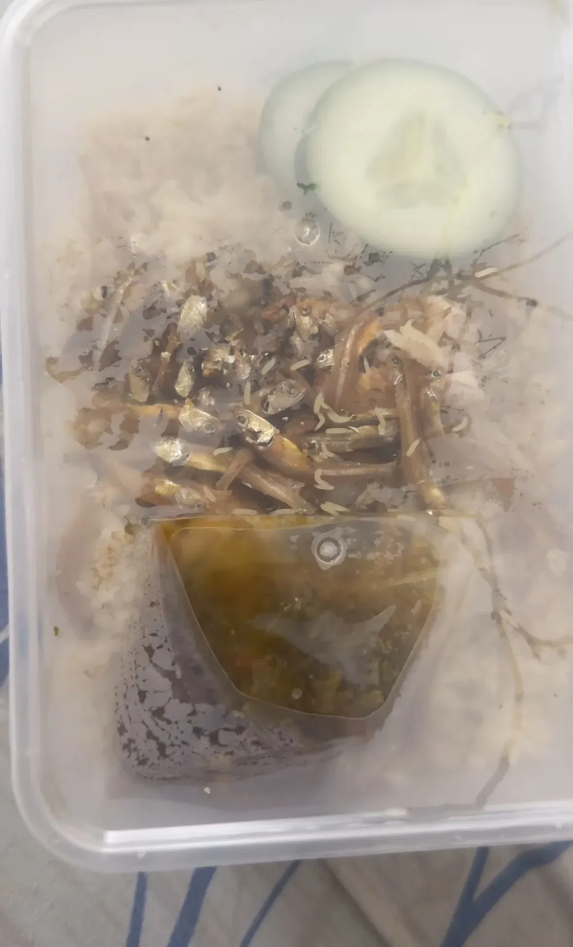  wk m’sian loses appetite after finding ‘worms’ crawling in nasi goreng kampung she ordered. 