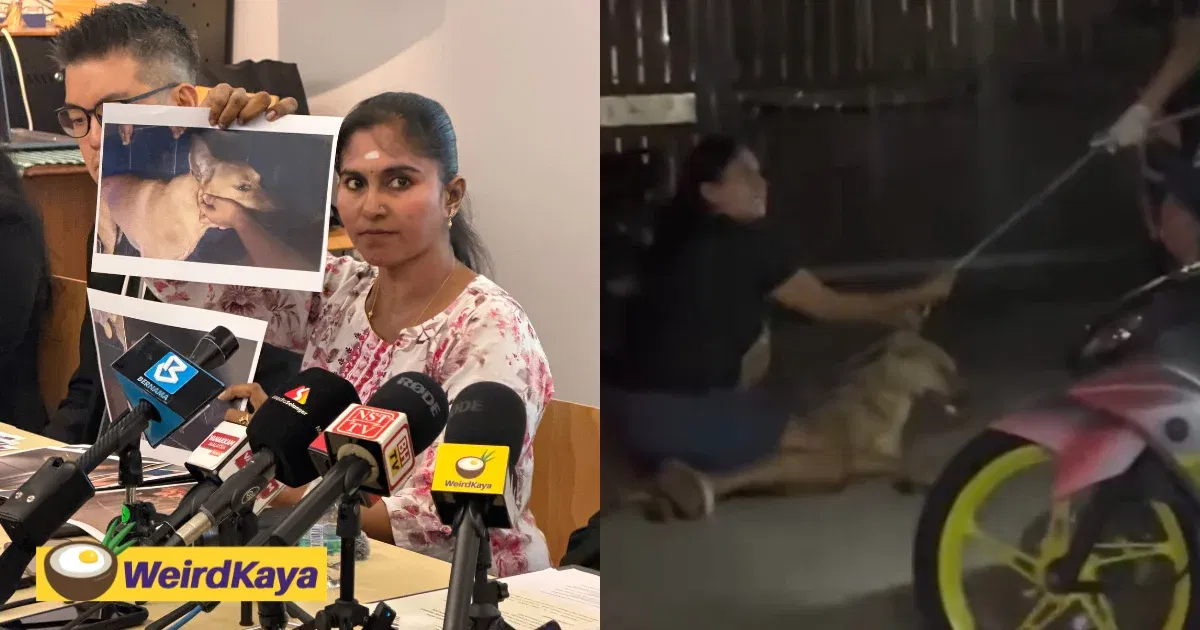 Rocky’s Owner Says She Was Willing To Hand Rocky Over But Residents Kept Pulling The Restraint | WeirdKaya