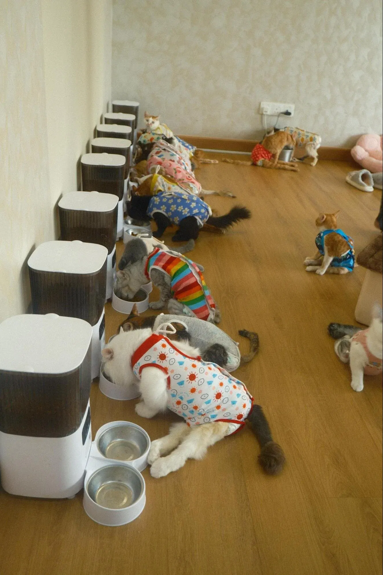 wk cat feeders
