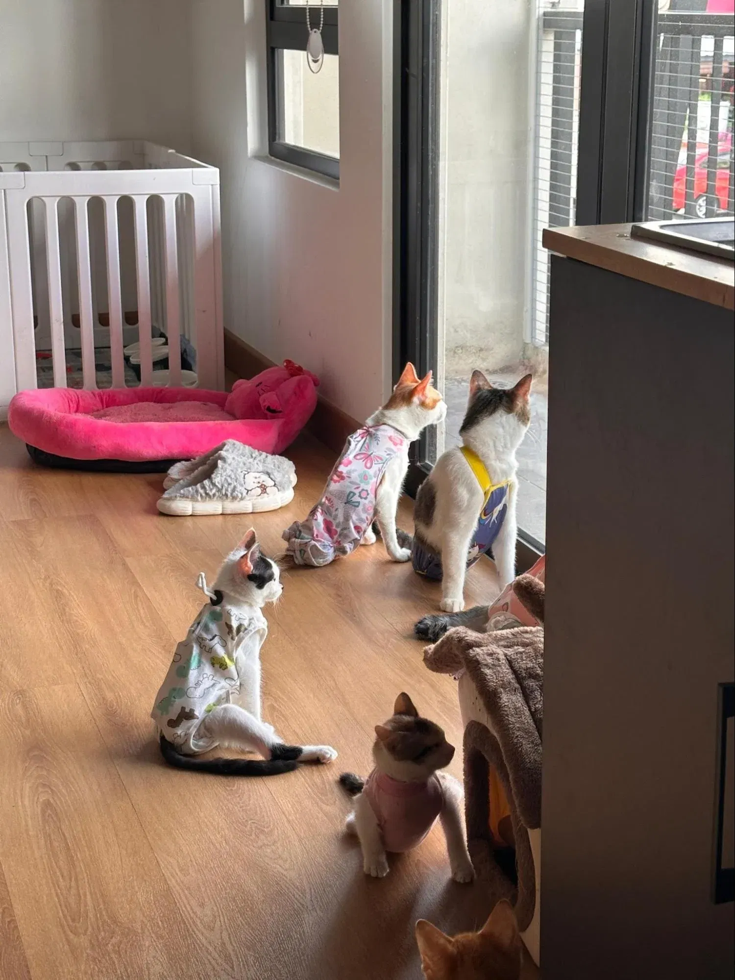 wk cats by the glass door