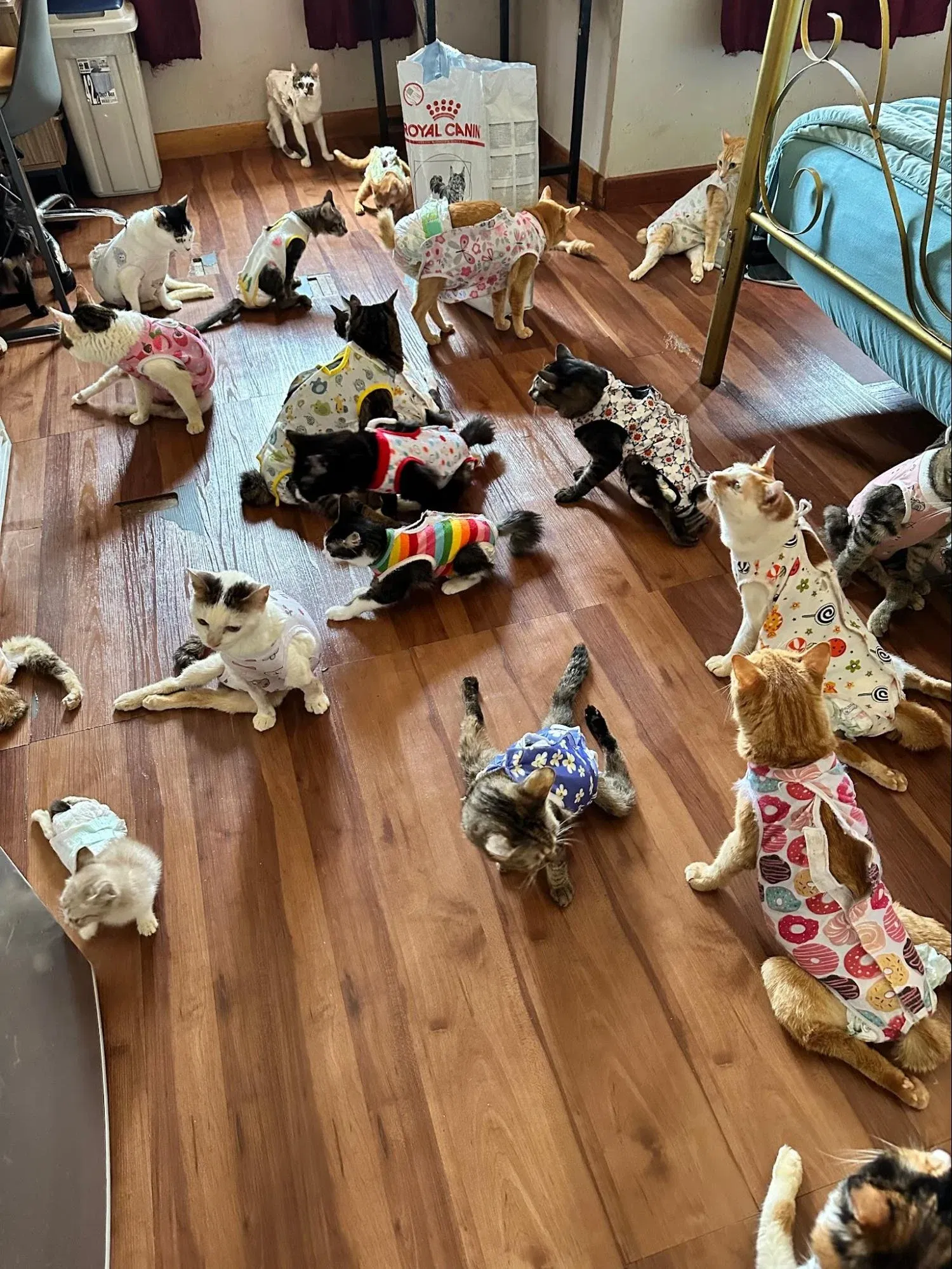 wk cats gathering