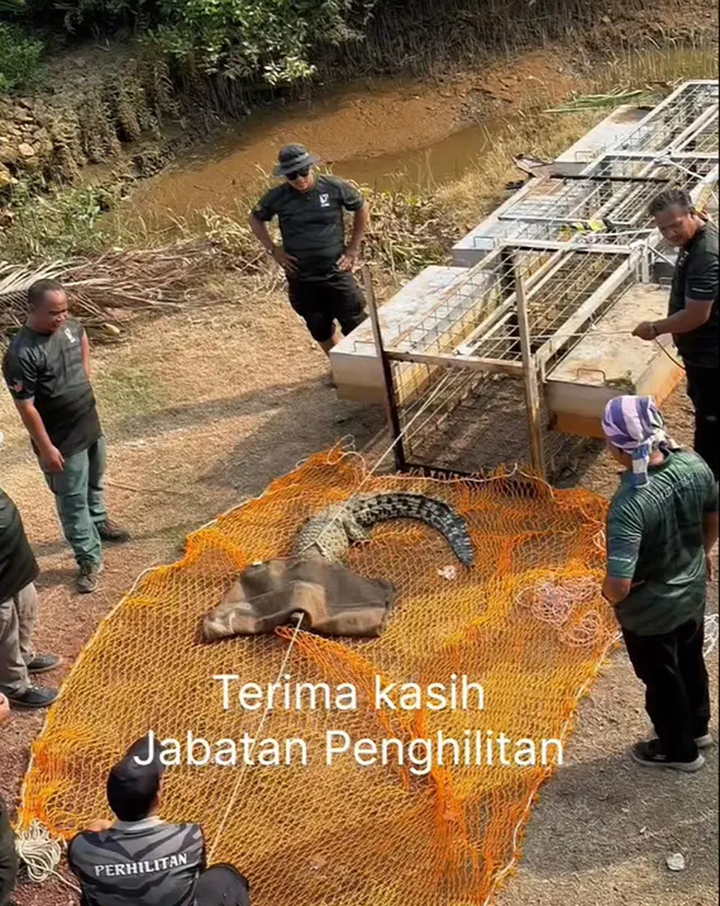 wk crocodile caught at melaka