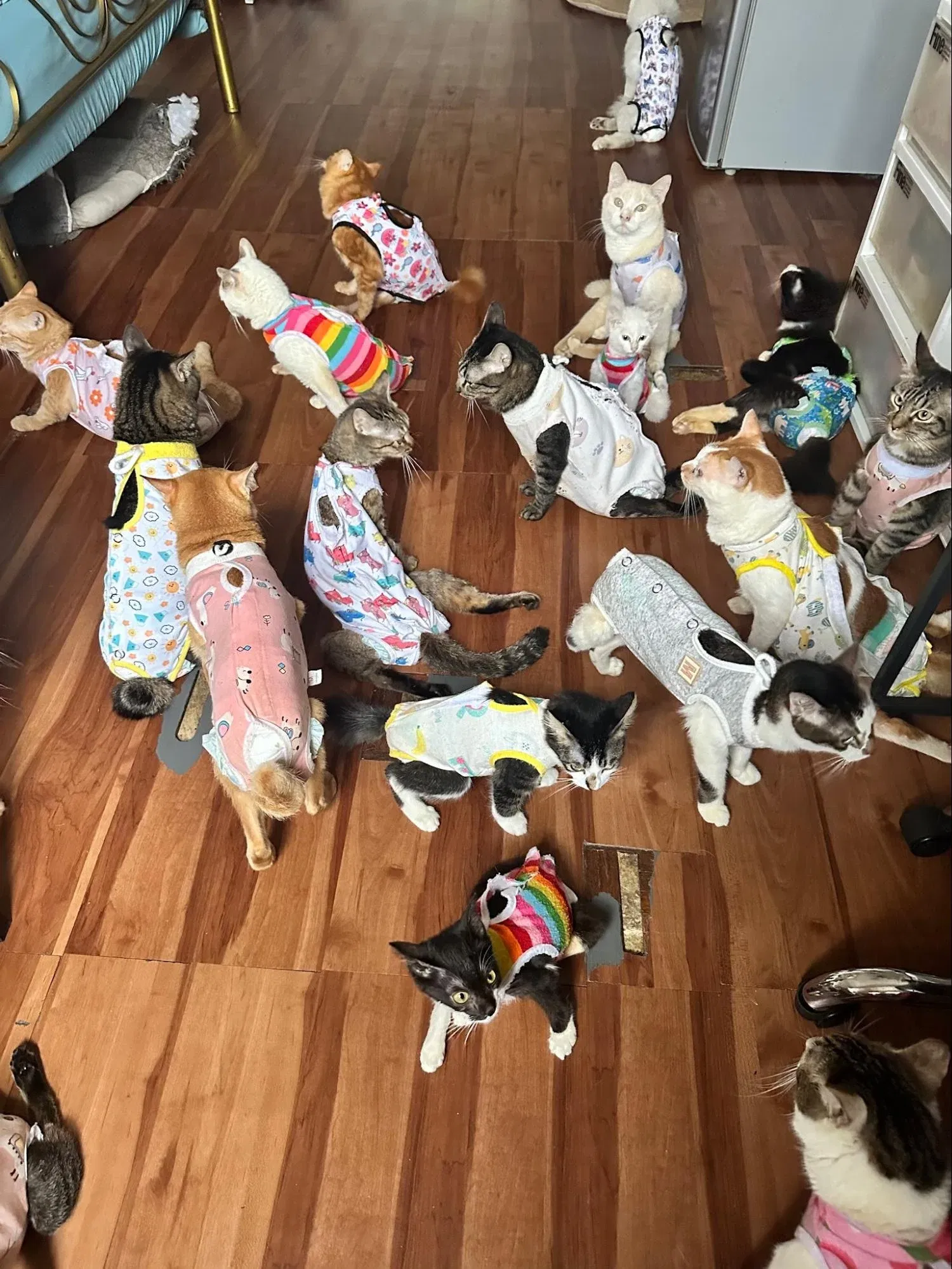 wk disabled cats