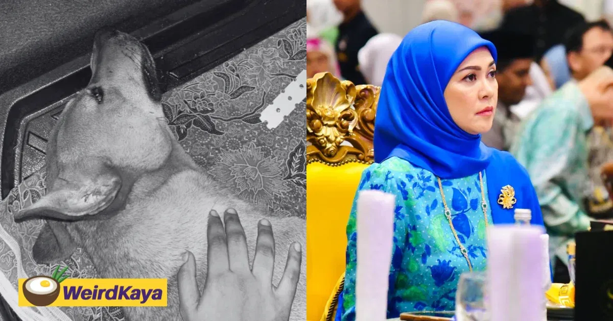‘No One’s Above The Law’ – Selangor Queen Calls For Tougher Action Against Animal Cruelty | WeirdKaya