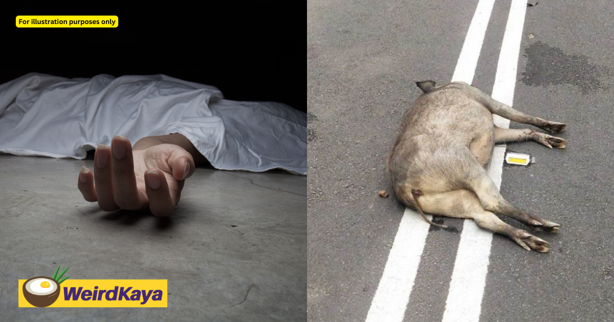 20yo m'sian man dies after colliding motorcycle with wild boar | weirdkaya