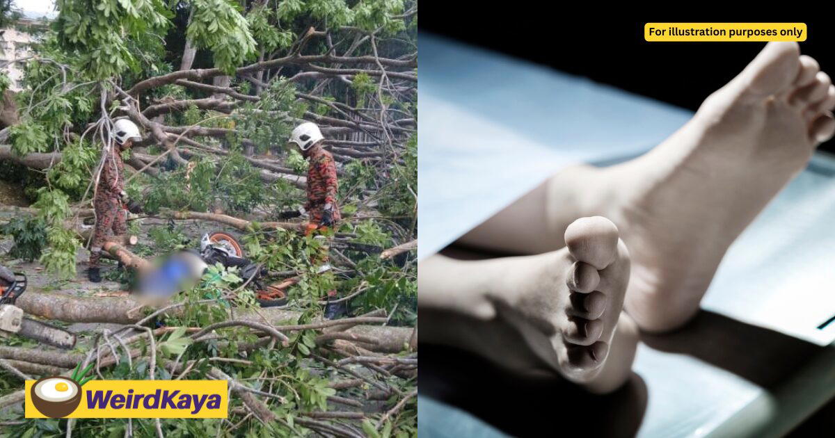 22yo Msian Rider Dies After Tree Suddenly Falls On Him During Delivery Run In Melaka | WeirdKaya