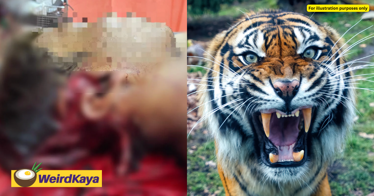 22yo myanmar man killed following tiger attack at rubber plantation in kelantan  | weirdkaya