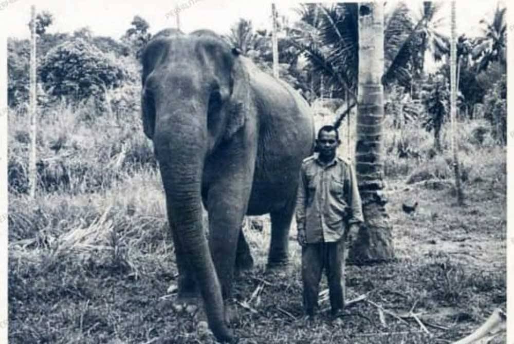 Lokimala the elephant, first came in malaysia from india in 1938.