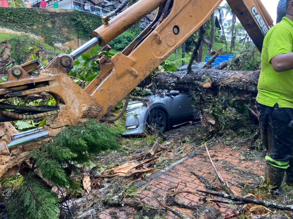 One injured after uprooted tree crushes vehicle following landslides in cameron highlands | weirdkaya